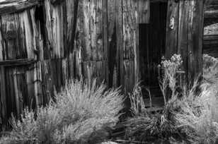 Bodie-8814