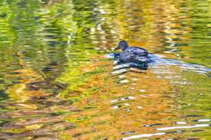 Duck-4898.jpg