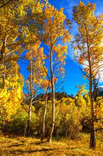 Aspens-9561 Aspens-9561