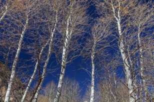 Aspens-4803.jpg Aspens-4803.jpg