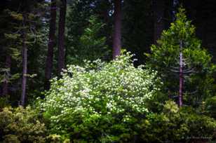 Dogwoods-7064 Dogwoods-7064