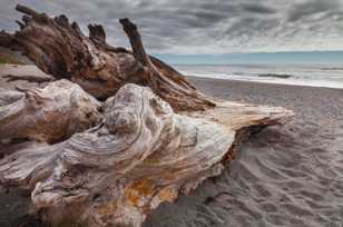 Driftwood-3147.jpg Driftwood-3147.jpg