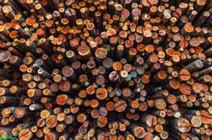 Logs-9865.jpg Logs-9865.jpg