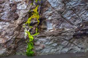 Moss-3246.jpg Moss-3246.jpg