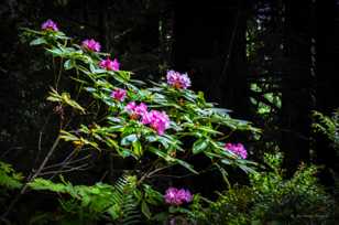 Rhododendrons-3755.jpg Rhododendrons-3755.jpg