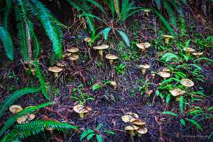 Toadstools-4883.jpg Toadstools-4883.jpg