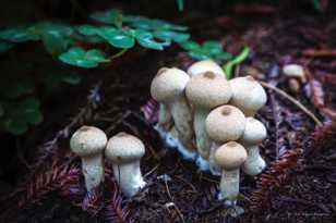 Toadstools-4885.jpg Toadstools-4885.jpg