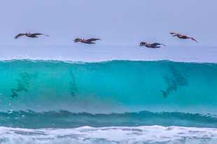 Pelicans-2448.jpg Pelicans-2448.jpg