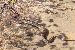 Rattler-0008.jpg Rattler-0008.jpg