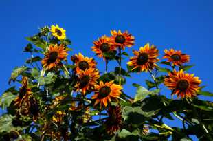 Sunflowers-1069.jpg Sunflowers-1069.jpg