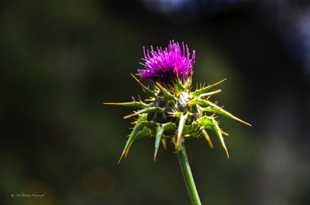 Thistle-2204.jpg Thistle-2204.jpg