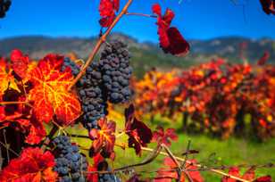 Grapes-4855.jpg Grapes-4855.jpg