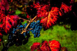 Grapes-4856.jpg Grapes-4856.jpg