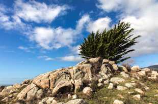 Cypress-3031 Cypress-3031