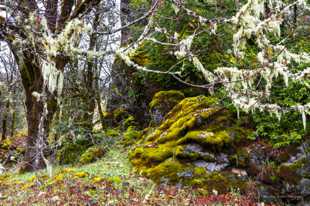 Mosses-6475.jpg Mosses-6475.jpg