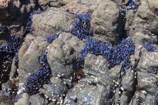Mussels-5379 Mussels-5379