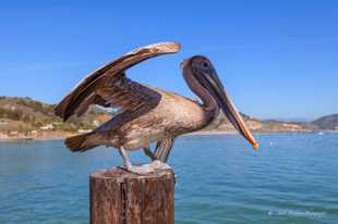 Pelican-6276.jpg Pelican-6276.jpg
