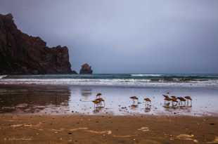 Sandpipers-0600 Sandpipers-0600