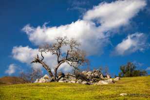 Oakscape-1050-2.jpg Oakscape-1050-2.jpg