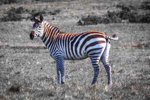 Zebra-8440.jpg Zebra-8440.jpg