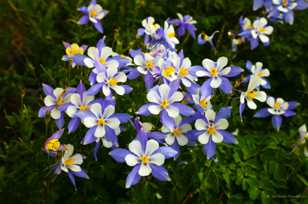 Columbine-2725 Columbine-2725