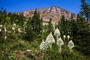 Beargrass-1907 Beargrass-1907
