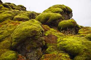 Moss-9152-2 Moss-9152-2