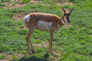 Antelope-8216.jpg Antelope-8216.jpg