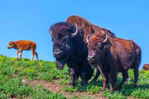 Bison-7446.jpg Bison-7446.jpg