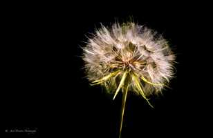 Dandylion-7562-2.jpg Dandylion-7562-2.jpg