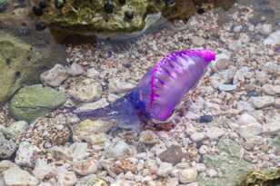 Jellyfish-6938.jpg