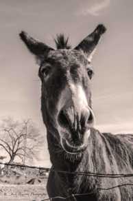 Donkey-7970.jpg Donkey-7970.jpg