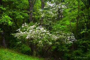 Dogwood-8919.jpg Dogwood-8919.jpg