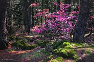 Dogwood-4953-2.jpg Dogwood-4953-2.jpg