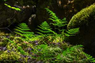 Ferns-4038.jpg Ferns-4038.jpg
