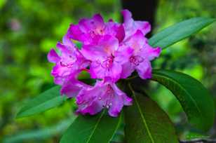 Rhododendron-0223.jpg Rhododendron-0223.jpg