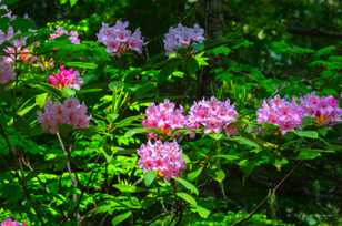 Rhododendrons-4046.jpg Rhododendrons-4046.jpg