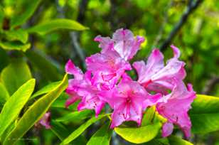 Rhododendrons-4058.jpg Rhododendrons-4058.jpg