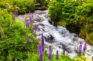 Wildflowers-3329.jpg Wildflowers-3329.jpg