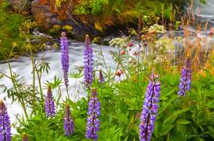 Wildflowers-3334.jpg Wildflowers-3334.jpg