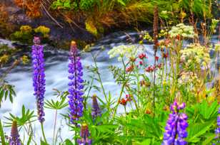 Wildflowers-3335.jpg Wildflowers-3335.jpg