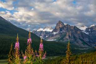 Fireweed-0719.jpg Fireweed-0719.jpg
