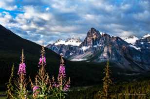 Fireweed-0719 Fireweed-0719