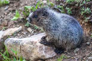 Marmot-0652-2.jpg Marmot-0652-2.jpg