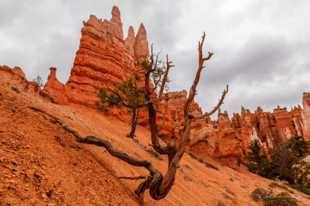 Bryce-0150.jpg