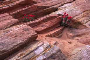 Zion-0005.jpg Zion-0005.jpg