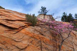 Zion-0019.jpg Zion-0019.jpg