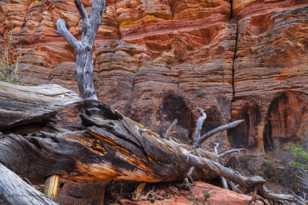 Zion-0022.jpg Zion-0022.jpg