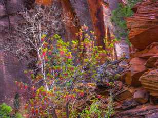 Zion-0353.jpg Zion-0353.jpg
