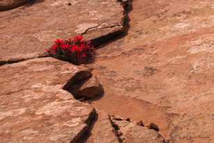 Zion-9981.jpg Zion-9981.jpg